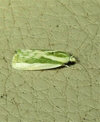 Earias huegeliana