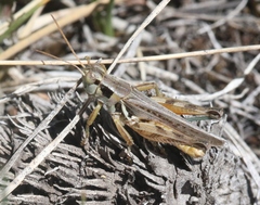Melanoplus confusus