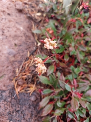 Eriogonum jamesii