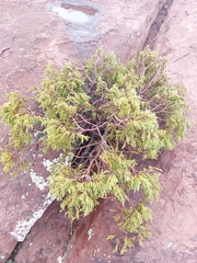 Juniperus flaccida