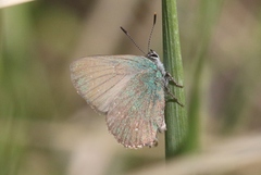 Callophrys affinis