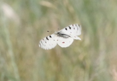 Parnassius smintheus