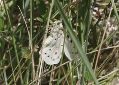 Parnassius smintheus
