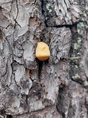 Cryptoporus volvatus