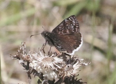 Erynnis pacuvius