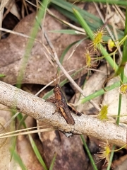 Phaulacridium vittatum