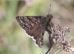 Erynnis pacuvius