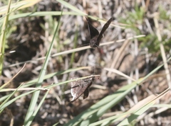Erynnis pacuvius