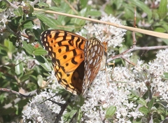 Speyeria coronis halcyone