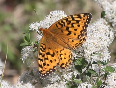 Speyeria coronis halcyone