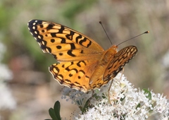 Speyeria coronis halcyone