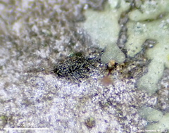 Splanchnonema ampullaceum