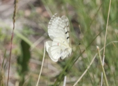 Parnassius smintheus