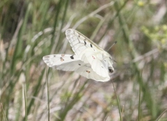Parnassius smintheus