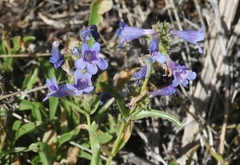 Penstemon virens