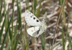 Parnassius smintheus