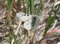 Parnassius smintheus