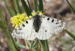 Parnassius smintheus