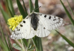 Parnassius smintheus