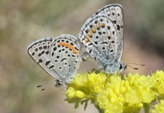 Euphilotes ancilla