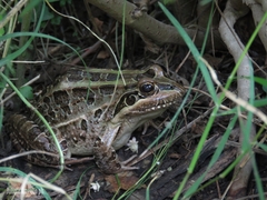 Leptodactylus luctator