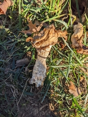 Turbinellus floccosus