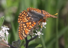 Euphydryas anicia capella