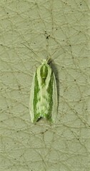 Earias huegeliana