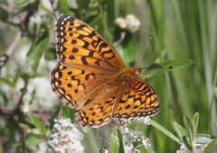 Speyeria coronis halcyone