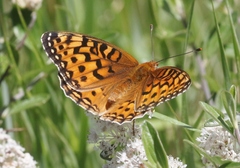 Speyeria coronis halcyone