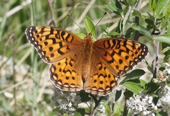 Speyeria coronis halcyone