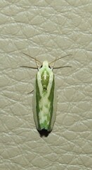 Earias huegeliana