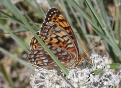 Speyeria coronis halcyone