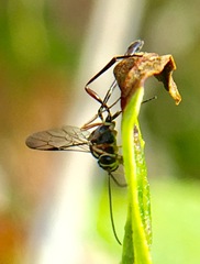 Anomalon reticulatum
