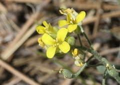 Physaria montana
