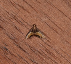 Acentropinae