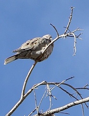 Streptopelia decaocto