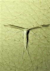 Stenoptilia zophodactylus