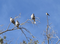 Streptopelia decaocto