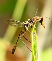Anomalon reticulatum