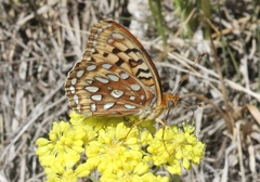 Speyeria coronis halcyone