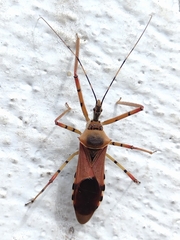 Zelus grassans