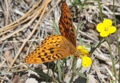 Speyeria coronis halcyone
