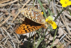 Speyeria coronis halcyone