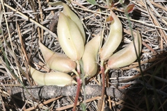 Astragalus shortianus