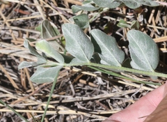 Astragalus shortianus