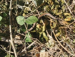 Masticophis bilineatus