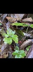 Tiarella trifoliata trifoliata