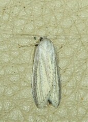 Prionopterina grammatistis