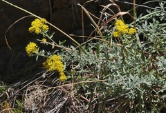 Odontarrhena muralis